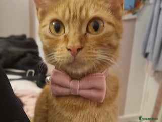 Domestic Shorthair cats Full ginger female - Advert 3