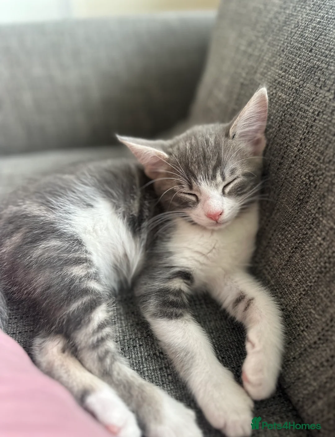 Mixed Breed cats for sale: Male kitten 6 months old - Advert 3