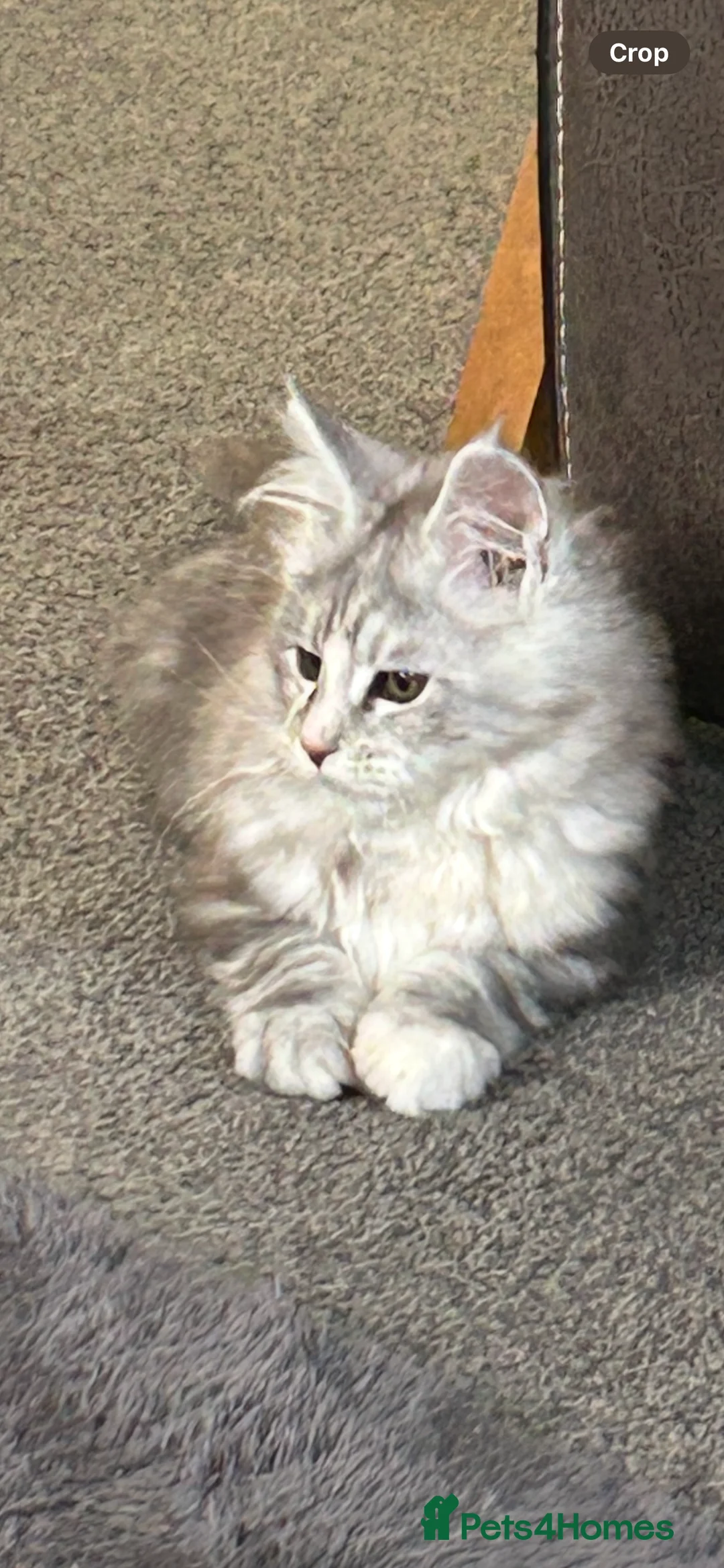 Maine Coon cats for sale: Tica Registered female Maine Coon kittens - Advert 2