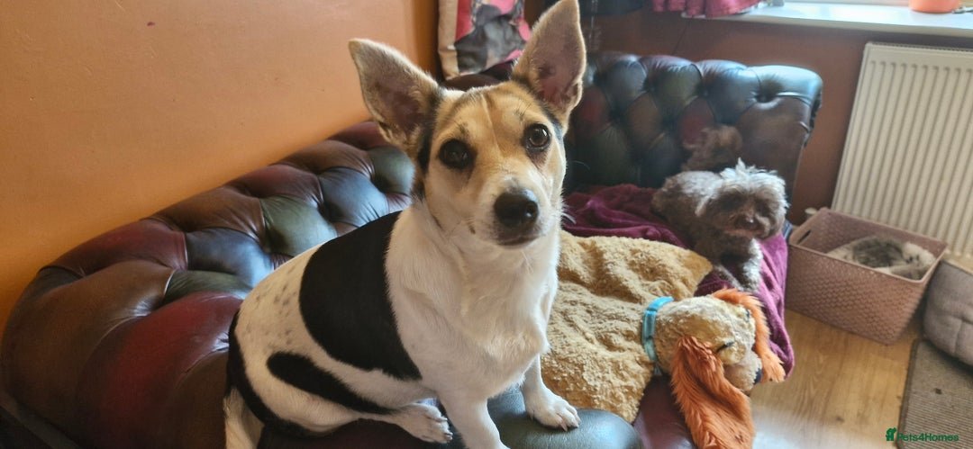 Jack Russell dogs for sale: Gorgeous adult female jack Russell  - Image 10