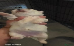 Maltese dogs for sale: Puppy maltese - Image 4