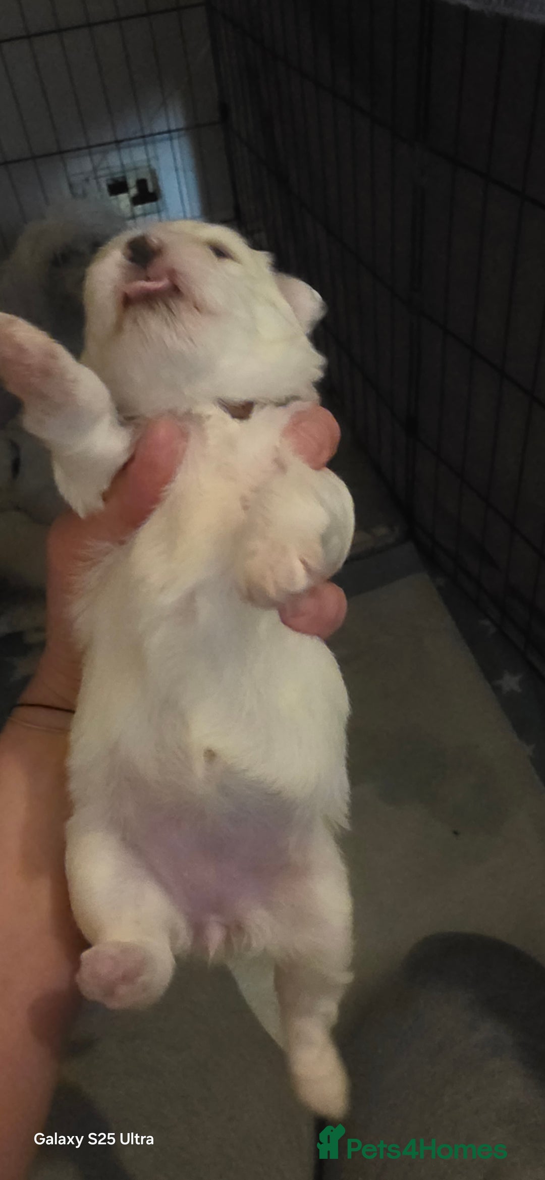 Maltese dogs for sale: Puppy maltese - Image 4