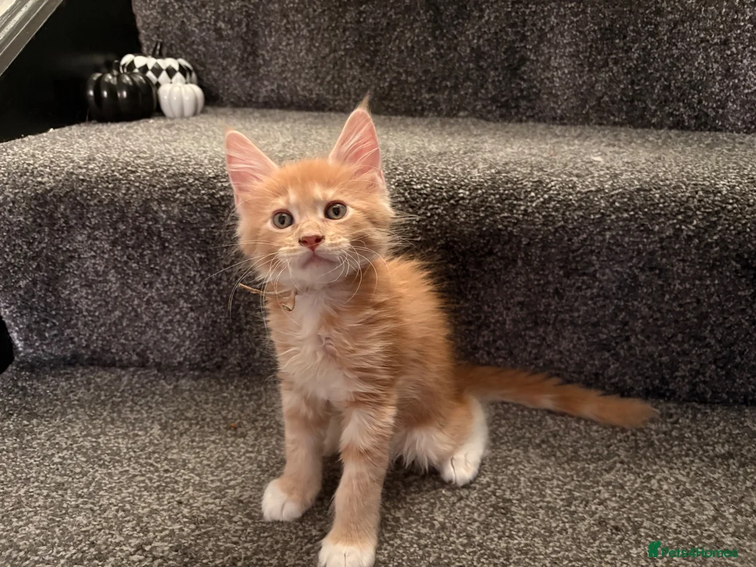 Maine Coon cats for sale: 🐾 Stunning TICA Registered Maine Coon Kittens  - Advert 24