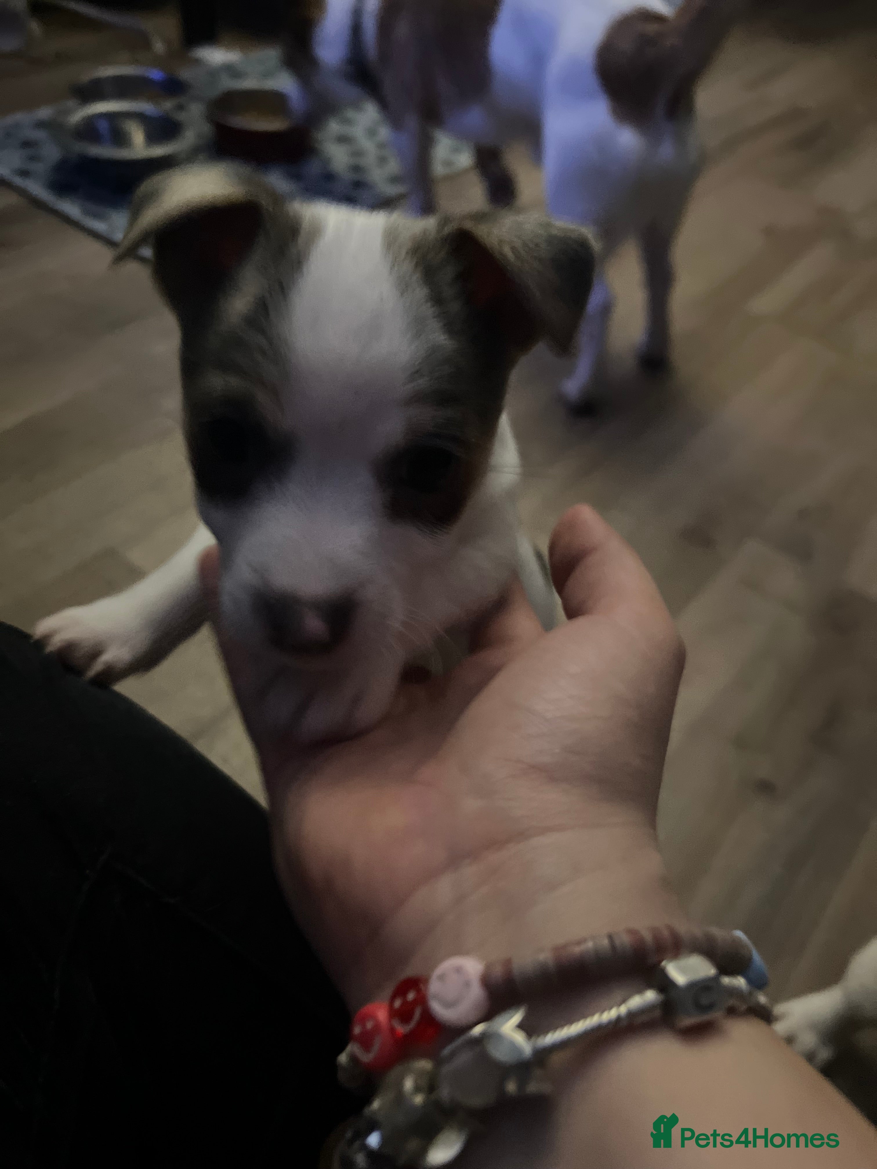 Jack Russell dogs Rare colouring Jack Russell’s READY TO LEAVE - Advert 13