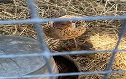 Quail poultry for sale: Beautiful coturnix, CPQ and bobwhite quails - Image 17