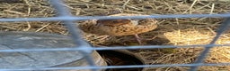 Quail poultry for sale: Coturnix quail and CPQ see description for prices  - Advert 17