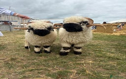 Sheep livestock for sale: 2 Valais Blacknose rams for sale - Image 4