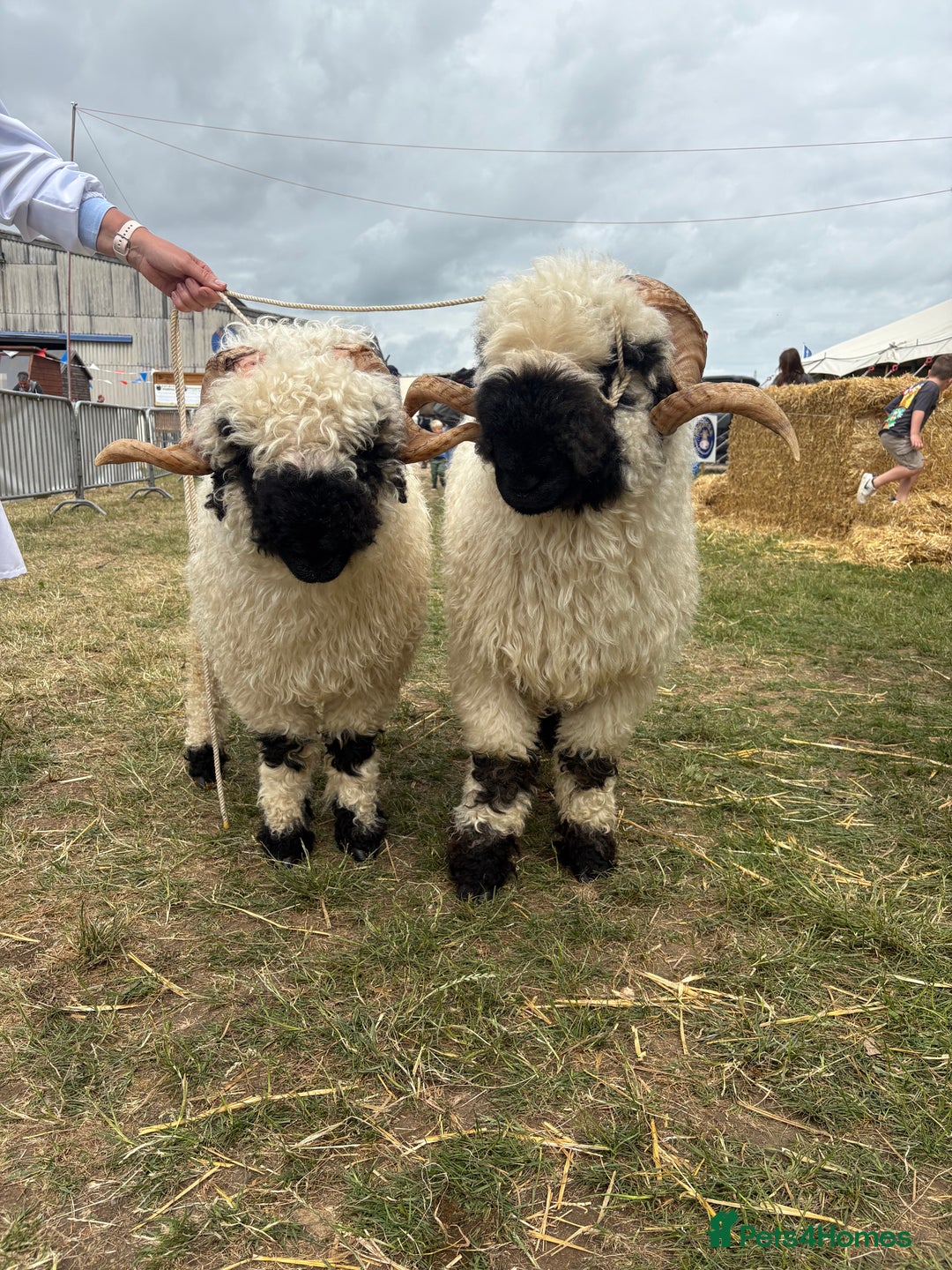 Sheep livestock for sale: 2 Valais Blacknose rams for sale - Image 4