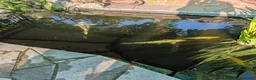 Koi Carp fish for sale: Japanese Koi Carp x 3 huge Golden Orfe x 1 - Advert 9