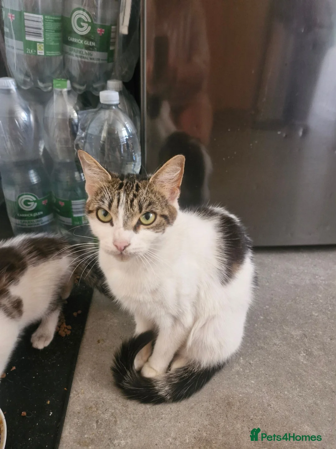 Mixed Breed cats for sale: 3 kittens for sale - Advert 1