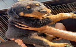Rottweiler dogs for sale: Stunning KC Registered Rottweiler Puppies  - Image 7