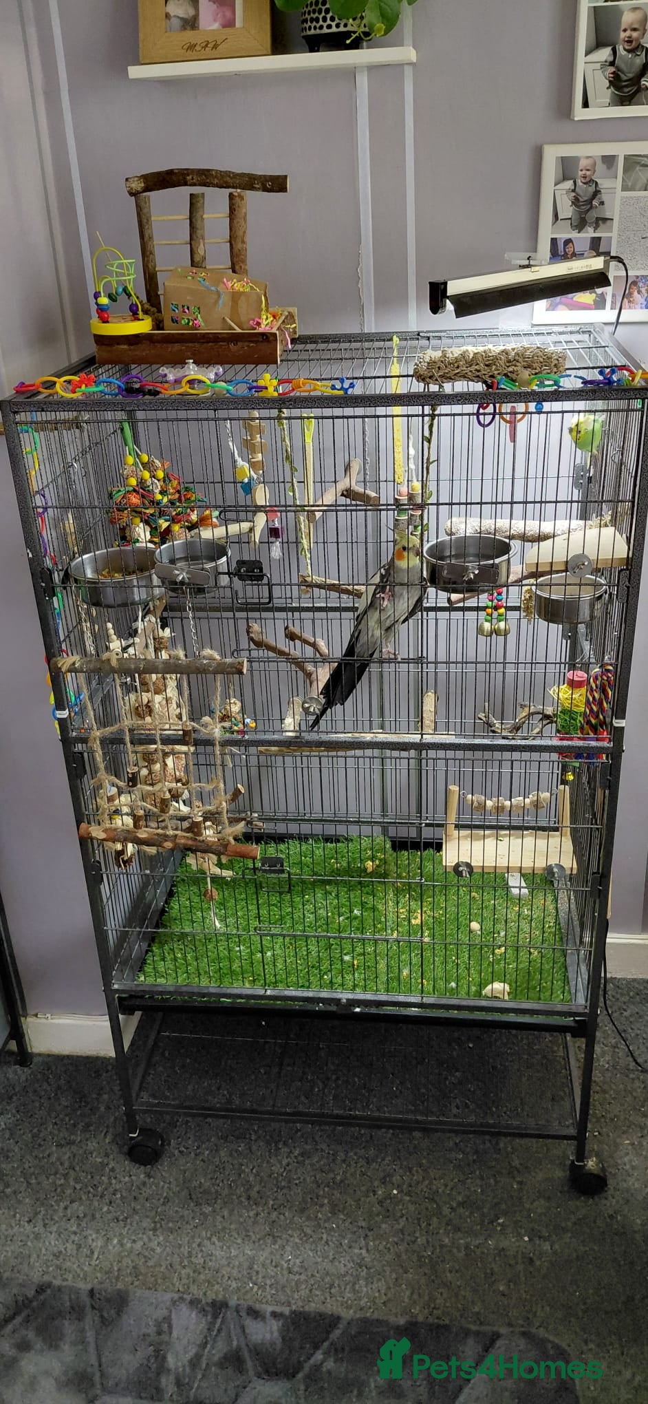 Mixed Breed birds Cockatiel and budgie full set up - Advert 2
