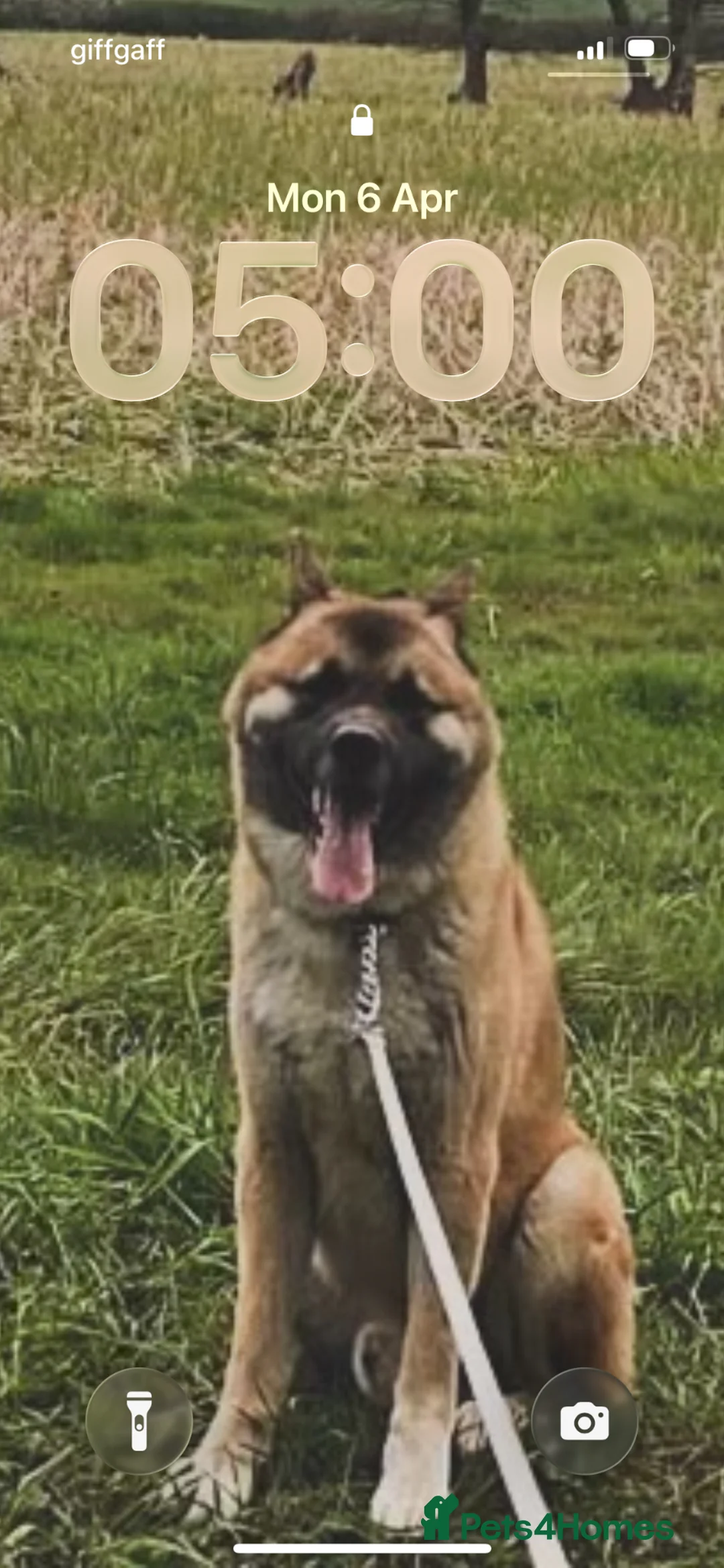 Akita dogs for sale: Bear headed American akita in Swindon - Advert 3