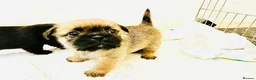 Shih Tzu dogs for sale: 8 beautiful shih-tzu pups  - Advert 8