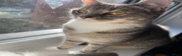 Ragdoll cats for sale: Ragdoll silver tabby cross kitten - Advert 2