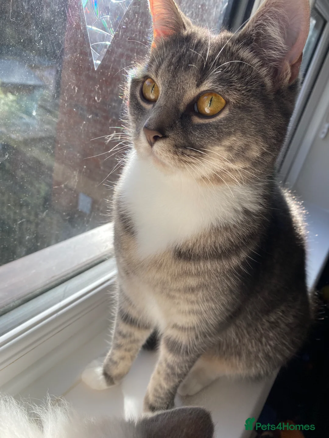 Ragdoll cats for sale: Ragdoll silver tabby cross kitten - Advert 2