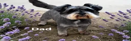 Miniature Schnauzer dogs for sale: ⭐Exceptional Home-Reared Miniature Schnauzer Pups⭐ - Advert 3