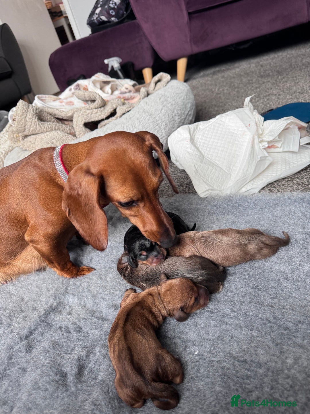 Miniature Dachshund dogs for sale: Beautiful miniature dachshund puppies - Advert 10