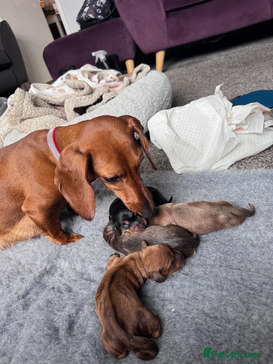 Miniature Dachshund dogs for sale: Beautiful miniature dachshund puppies - Advert 11