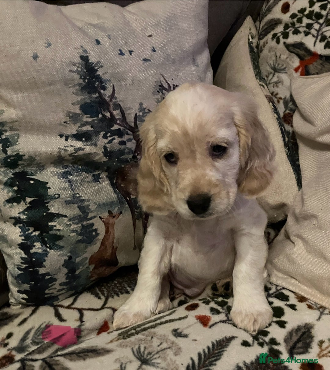 Cocker Spaniel dogs for sale: Cocker spaniel puppies (show type) - Advert 12