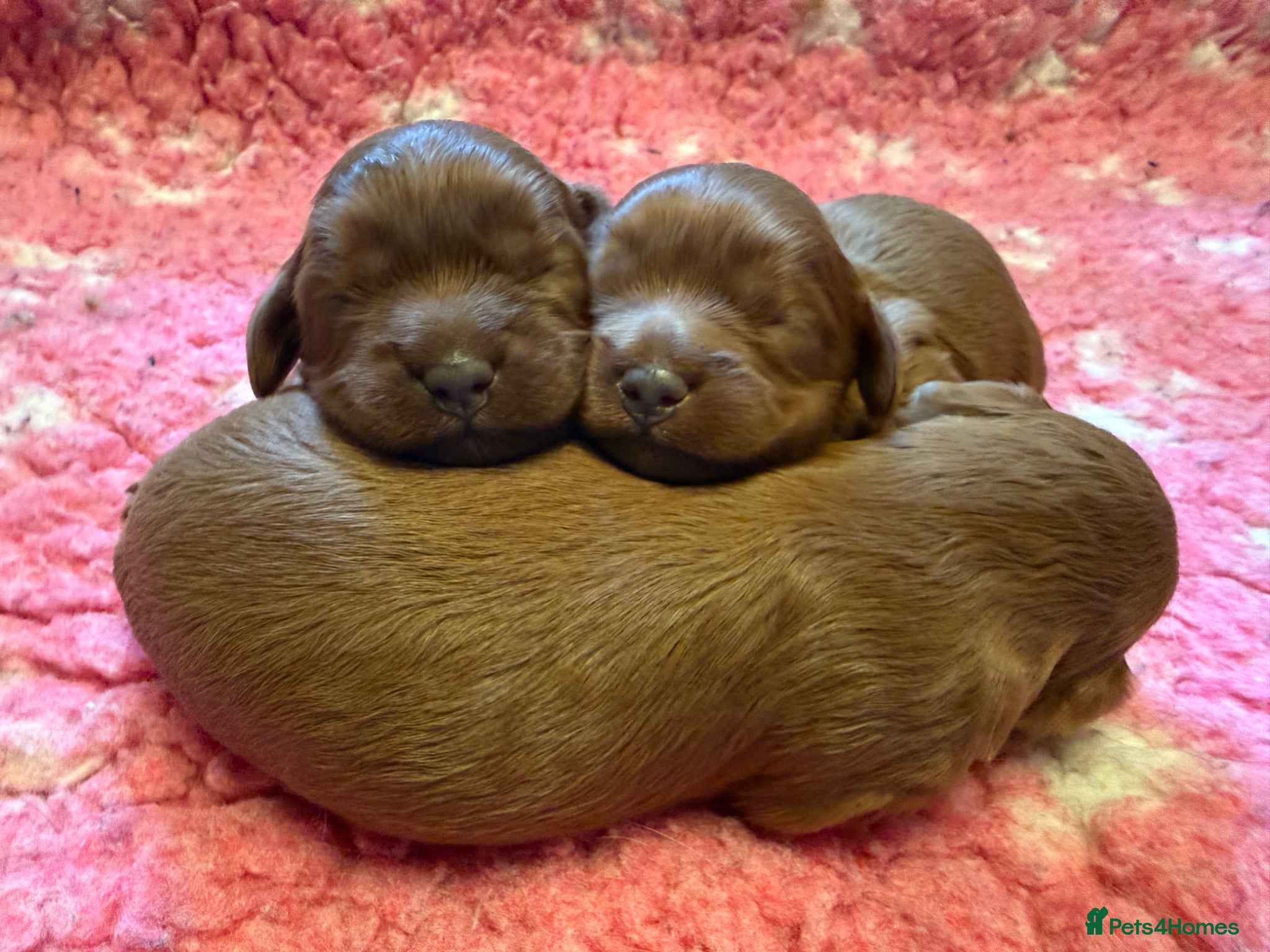 Cavapoo dogs Cavapoo health tested five ⭐️ licensed breeder - Advert 1