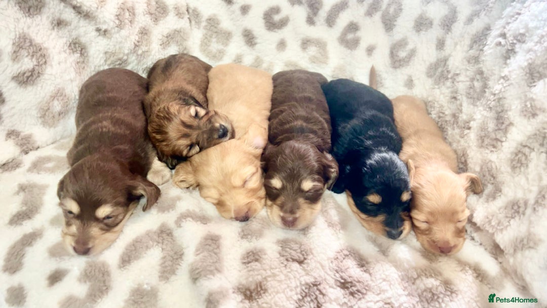 Miniature Dachshund dogs for sale: Gorgeous mini long haired dachshund puppies🐾🩷 - Advert 3