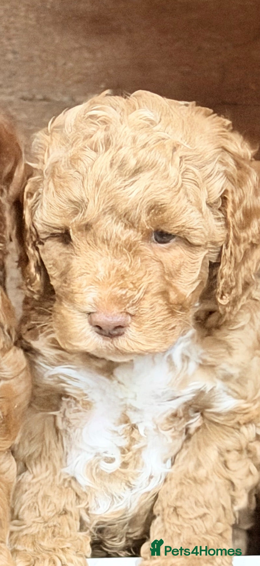Cockapoo dogs F3 cockerpoos - Advert 2