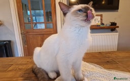 Ragdoll cats for sale: Gorgeous GCCF Ragdoll kittens READY NOW!!! - Image 7