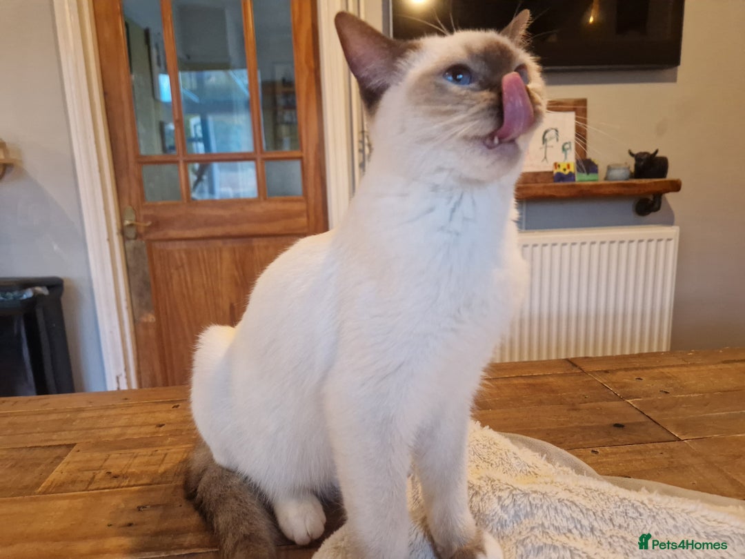 Ragdoll cats for sale: Gorgeous GCCF Ragdoll kittens READY NOW!!! - Image 7