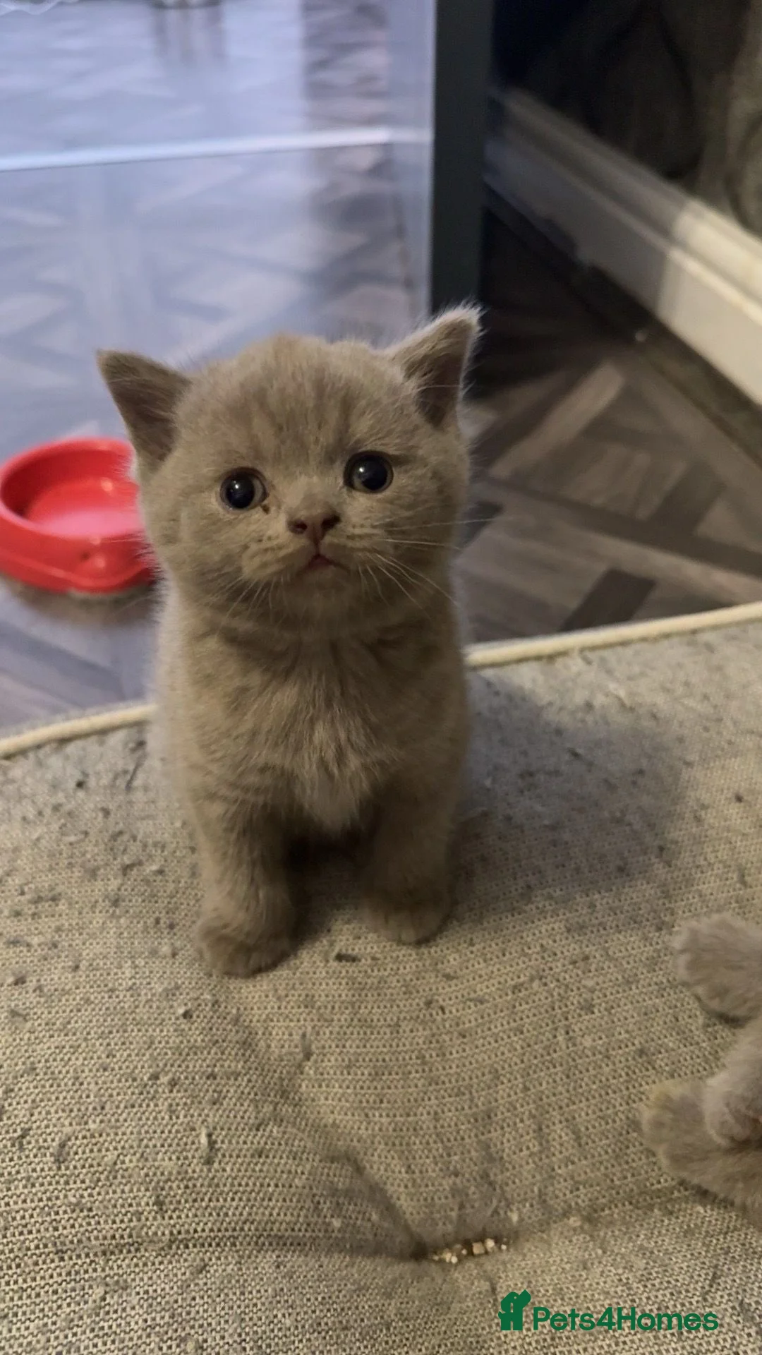 British Shorthair cats for sale: British short hair kittens ready to go  - Advert 2