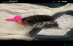 Mixed Breed cats for sale: 3 beautiful kittens looking for a forever home  - Image 2