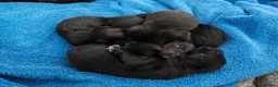 Scottish Terrier dogs for sale: Scottish terrier puppies  - Advert 3