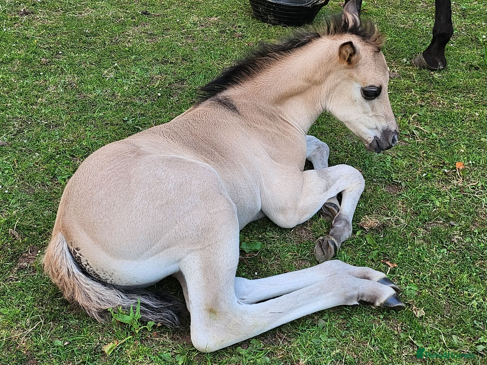 American Quarter horses for sale: QH Filly searching for superior dwelling & staff - Advert 16