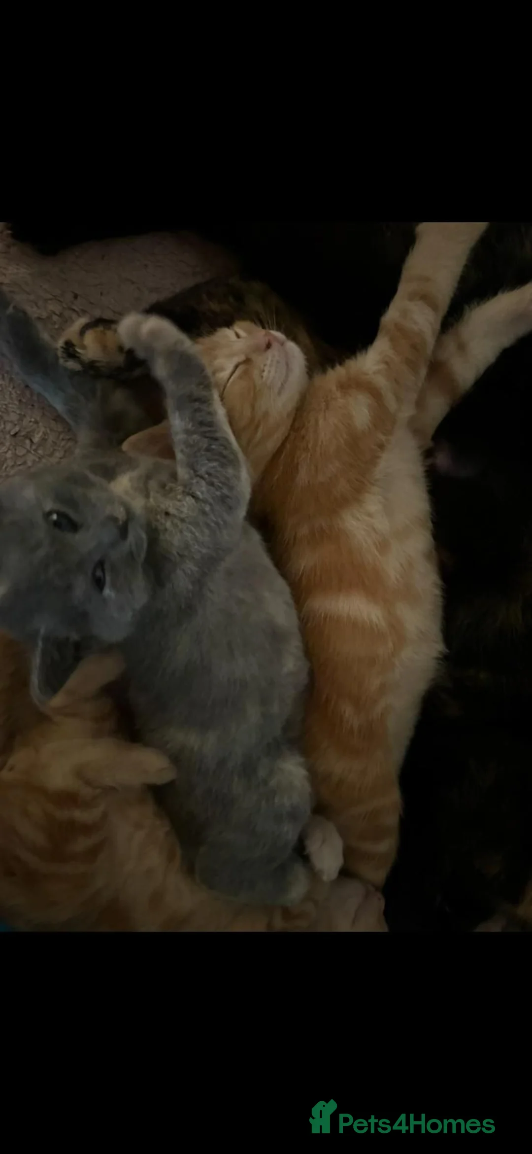 Mixed Breed cats for sale: Two ginger males and one grey female.  in Taunton - Advert 2