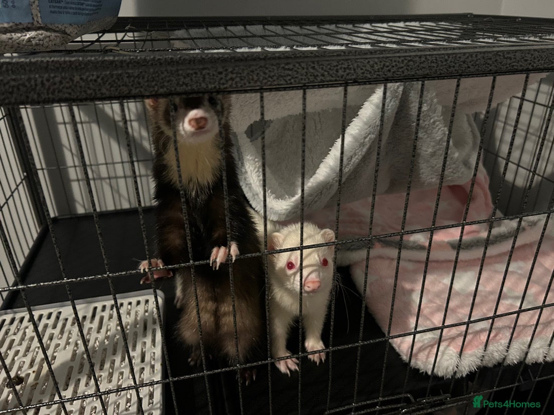 Ferret rodents X2 loving Ferrets  - Advert 1