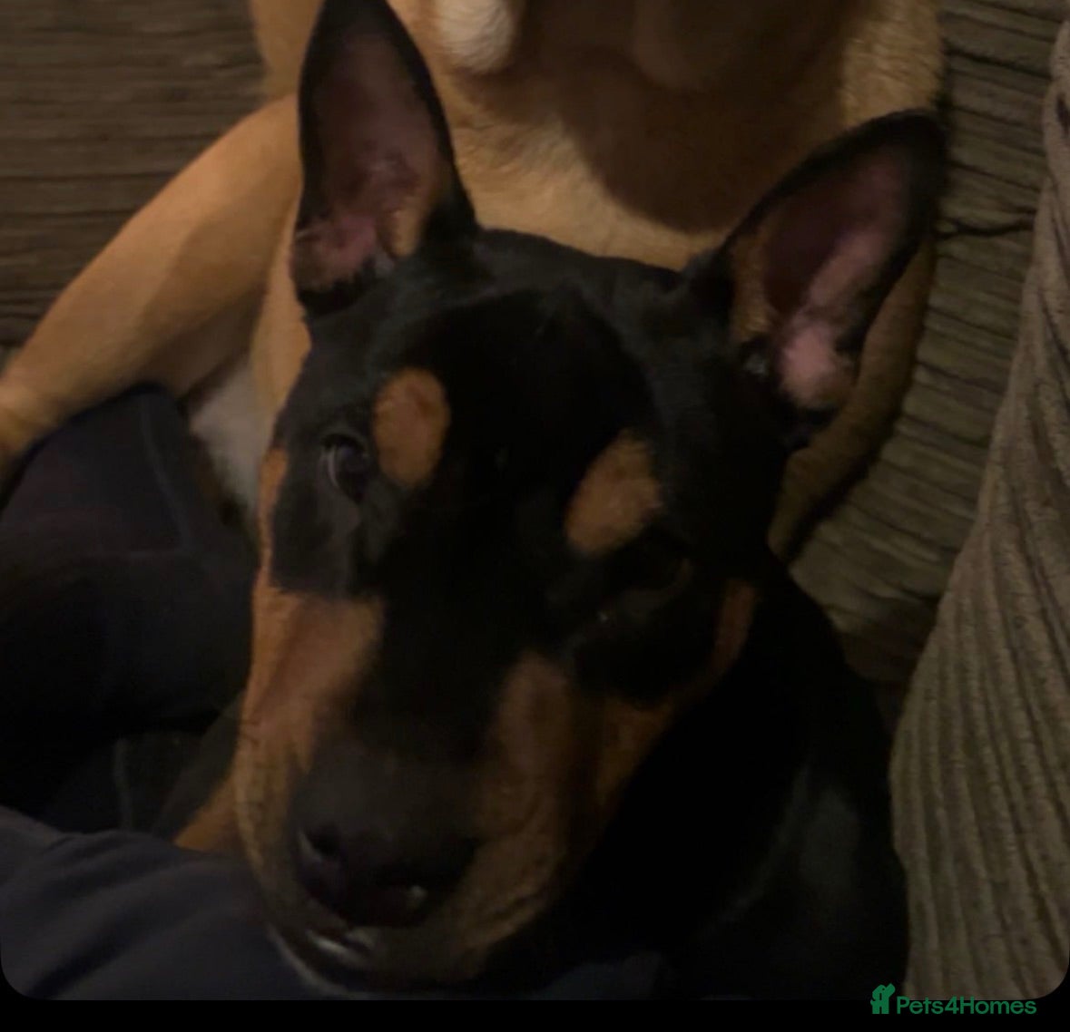 Miniature Bull terrier dogs Poppy- female mini bulldog  - Advert 16