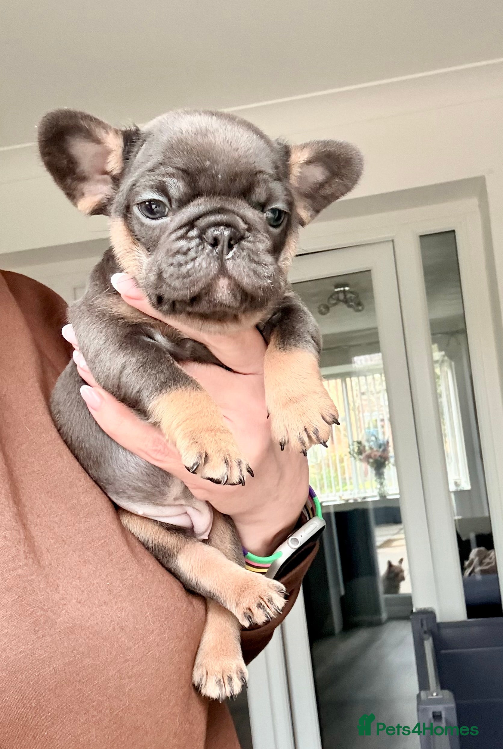 French Bulldog dogs  Beautiful French Bull dog Puppies  - Advert 1