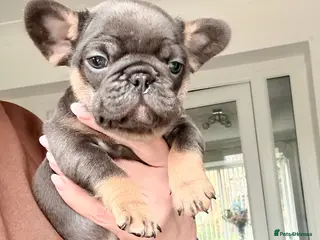 French Bulldog dogs Beautiful French Bull dog Puppies - Advert 1