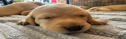 Labrador Retriever dogs for sale: Labrador puppies fox red and golden  in Huntingdon - Advert 7
