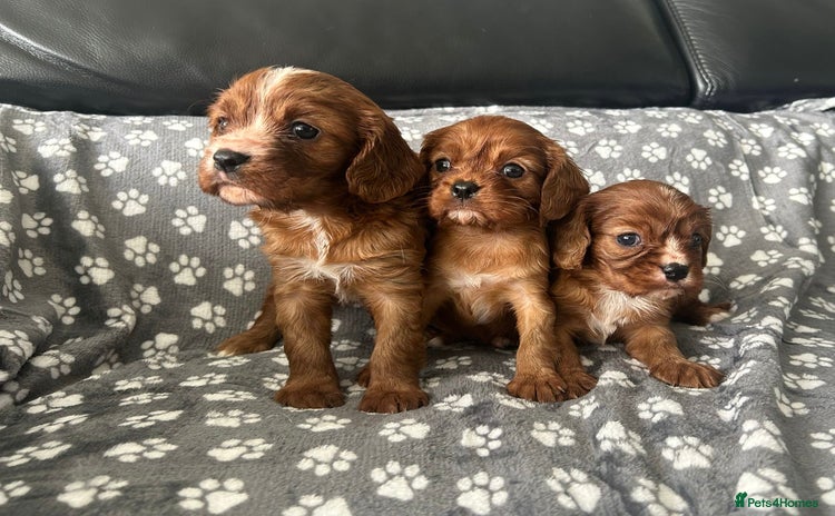 Cavalier King Charles Spaniel dogs - Advert 11