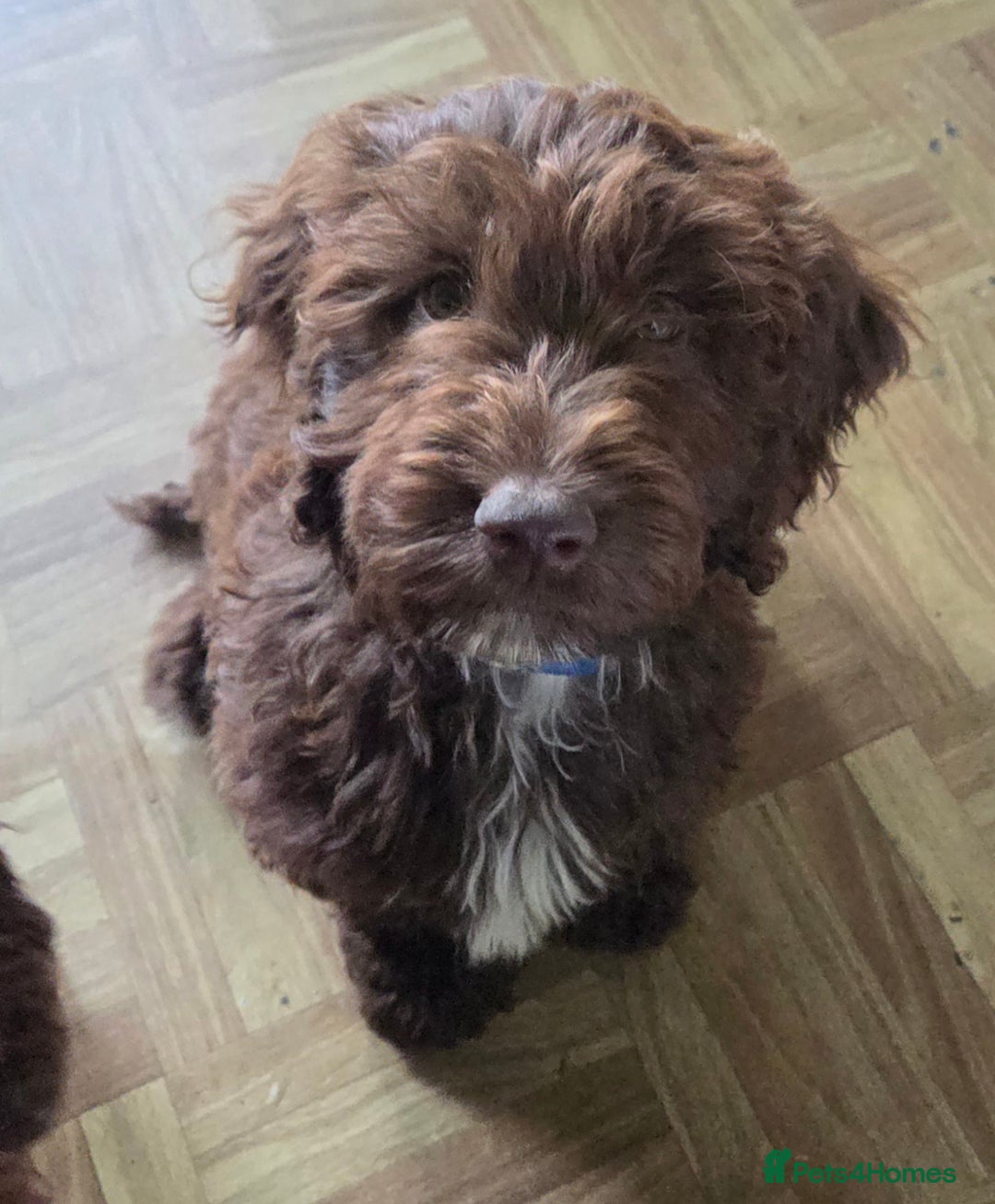 Cockapoo dogs for sale: Gorgeous Cockerpoo puppies  - Image 1