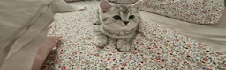 British Shorthair cats for sale: GCCF Blue BSH chunky champion lines - Advert 15