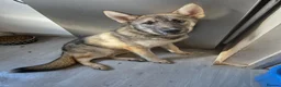 Shepsky dogs for sale: 8 month old shepsky boy for sale  - Advert 2