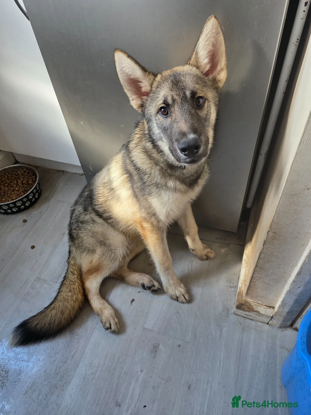 Shepsky dogs for sale: 8 month old shepsky boy for sale  - Advert 2