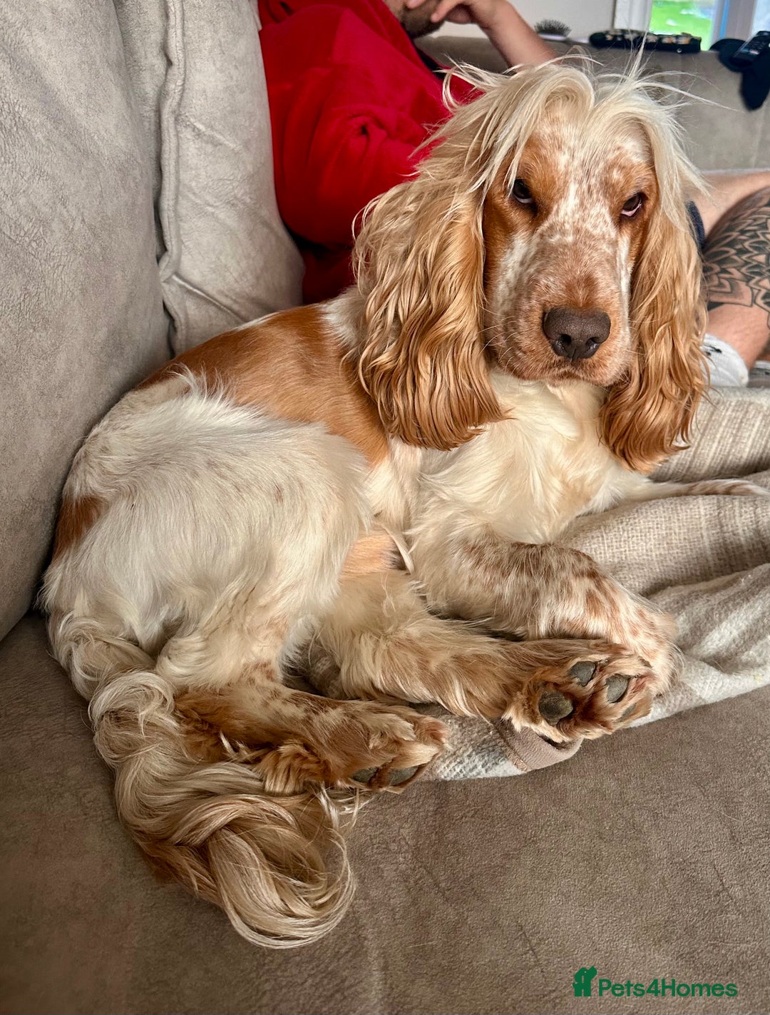 Cocker Spaniel dogs for stud: KC REGISTERED ORANGE ROAN SHOW COCKER SPANIEL STUD in Barnsley - Advert 5