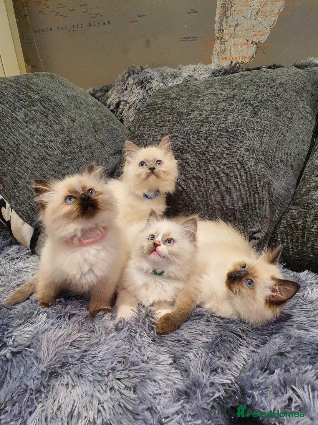Ragdoll cats for sale: 💖Beautiful GCCF Registered Ragdoll Kittens💖 - Advert 1