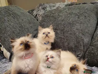 Ragdoll cats 💖Beautiful GCCF Registered Ragdoll Kittens💖 - Advert 1