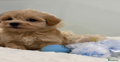 Maltipoo dogs - Advert 14