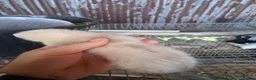 Ferret rodents for sale: Ferrets  - Advert 3