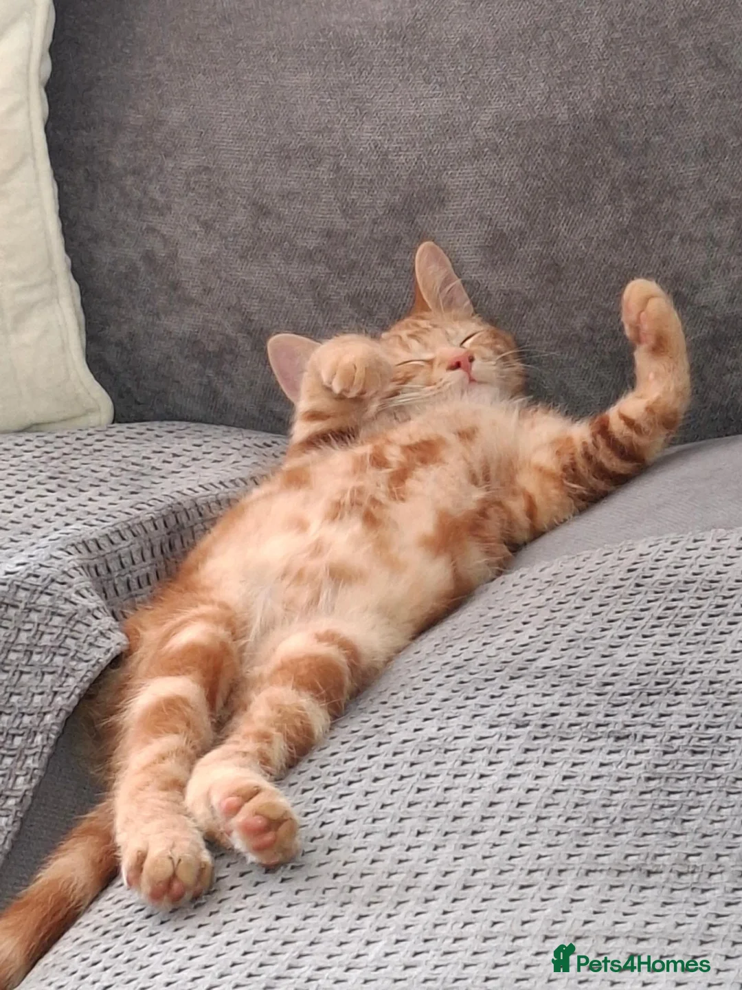 Domestic Shorthair cats for sale: Male kitten (5 months old)  - Advert 6